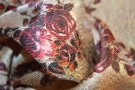 Silk jacquard - floral motif