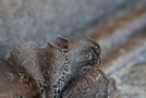 Guipure lace - dark gray
