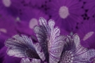 Blütenspitze - lila