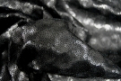 Sequin jersey - black