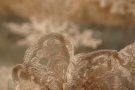 heavy corded lace - powder