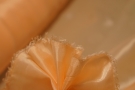 elastisches Futter - apricot